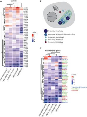 The Landscape of Aminoacyl-tRNA Synthetases Involved in Severe Acute Respiratory Syndrome Coronavirus 2 Infection